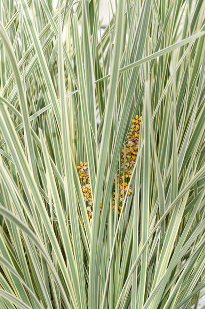Geißblatt - Lomandra longifolia 'White Sands' - Ø19cm - ↕40cm 