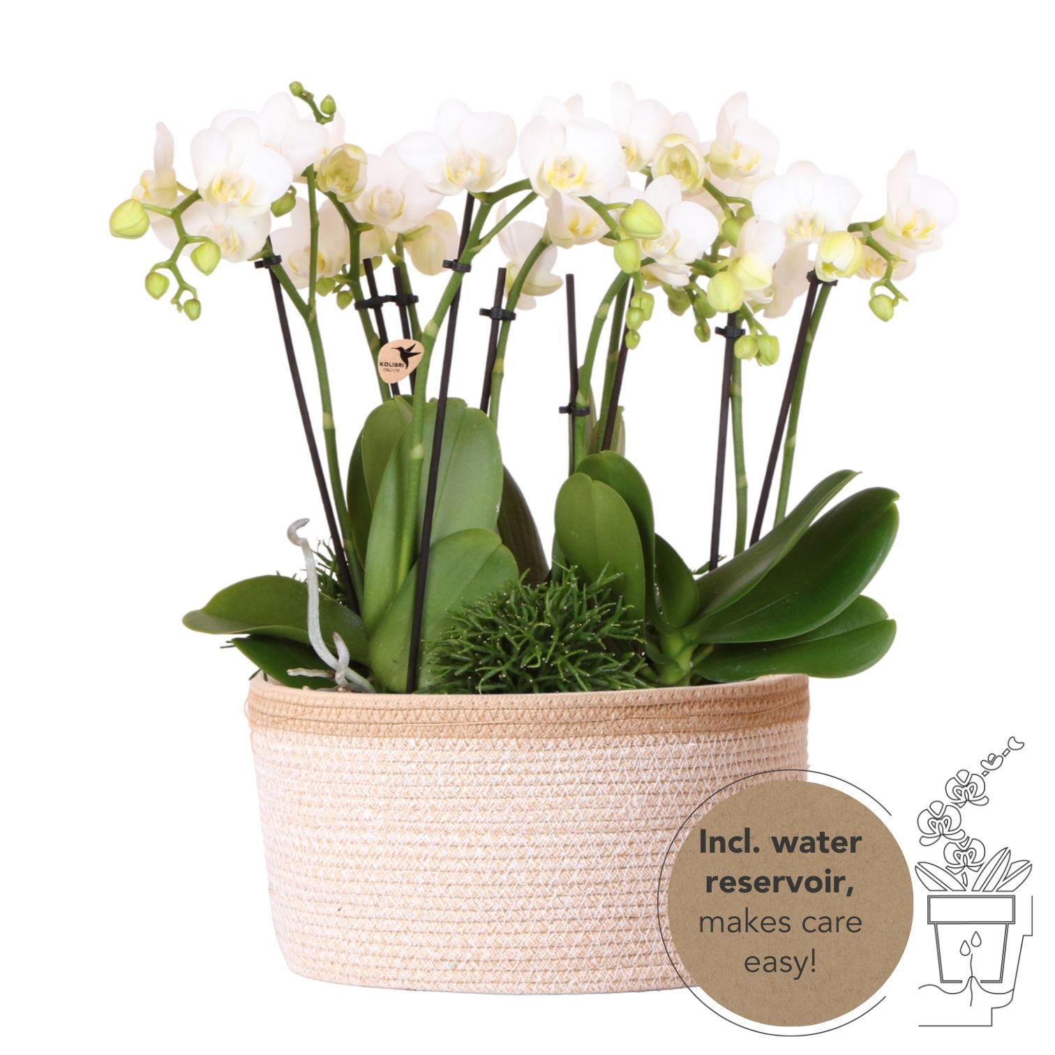 Kolibri Orchids | weißes Pflanzenset im Baumwollkorb inkl. Wassertank | drei weiße Orchideen Amabilis 9cm und drei Grünpflanzen | Dschungelstrauß weiß mit autarkem Wassertank 