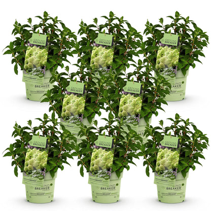 Rispenhortensie Hydrangea paniculata Groundbreaker Greeny 2er Set – frosthart cremeweiß bis grünlich – Ansicht 16