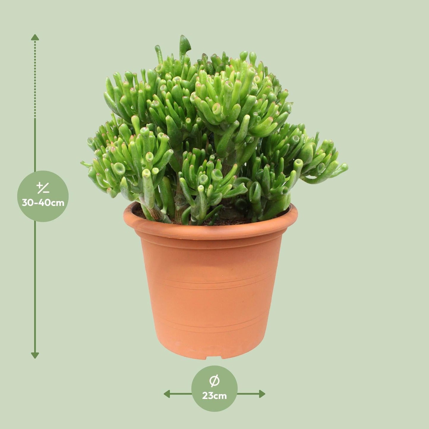 Crassula Hobbit – Ø23cm – ↕35cm – Jade-Pflanze mit fleischigen Blättern – Pflegeleicht & dekorativ – Sukkulente für Innenräume – Für Fensterbank, Büro & Wohnzimmer 