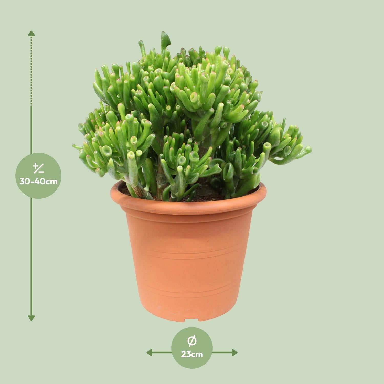 Crassula Hobbit – Ø23cm – ↕35cm – Jade-Pflanze mit fleischigen Blättern – Pflegeleicht & dekorativ – Sukkulente für Innenräume – Für Fensterbank, Büro & Wohnzimmer 