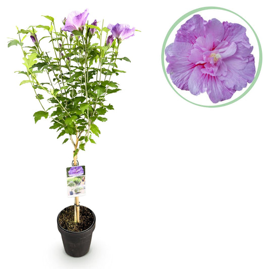 GreenboutiQ - Stamm Pflanze - Hibiscus syriacus Lavendor Chiffon® - Terrassen Pflanze - Laubabwerfend - Winterhart - Lila Blüte - Topf 19cm Höhe 90cm 