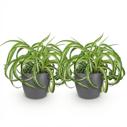 Green boutiQ - Zimmerpflanze - Chlorophytum comosum Bonnie - Lockige Graslilie - Haustierfreundliche Pflanze - Grün - 2 Pflanzen - mit Potter Grau - Topf 12cm - Höhe 20cm 