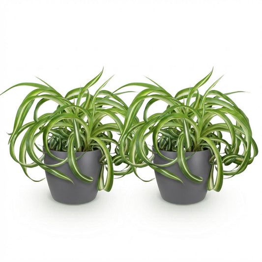 Green boutiQ - Zimmerpflanze - Chlorophytum comosum Bonnie - Lockige Graslilie - Haustierfreundliche Pflanze - Grün - 2 Pflanzen - mit Potter Grau - Topf 12cm - Höhe 20cm 