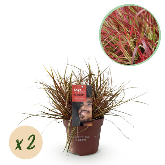 Mahagonigras – Uncinia rubra 'Everflame' – Rotes Ziergras – Immergrün – Pflegeleicht – Für Beete & Töpfe – 2 Pflanzen Ø17 cm – Höhe ca. 50 cm 