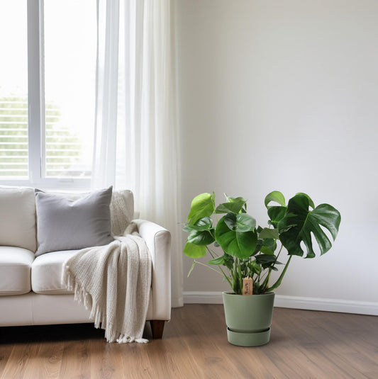 Monstera Deliciosa im Palmleaf Korb – Zimmerpflanze ca. 60cm – Ø21cm – Schweizer Käsepflanze mit durchbrochenem Laub – Tropischer Look & luftreinigend 