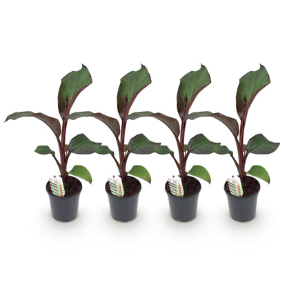 Bananenpflanze Ensete ventricosum Maurelli – 4 Pflanzen – Winterhart – Topf Ø17 cm, Höhe ca. 40 cm – Exotische Garten- & Terrassenpflanze – Farbenprächtige Blätter 
