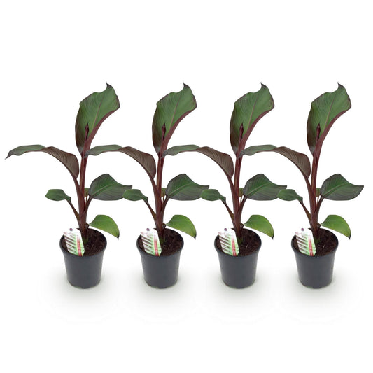 Bananenpflanze Ensete ventricosum Maurelli – 4 Pflanzen – Winterhart – Topf Ø17 cm, Höhe ca. 40 cm – Exotische Garten- & Terrassenpflanze – Farbenprächtige Blätter 