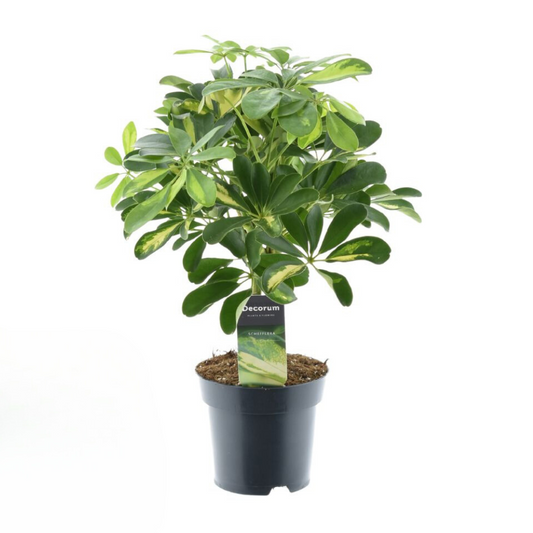 Schefflera Gold Capella – Zimmerpflanze – Ø14cm – ↕50cm – Pflegeleicht & dekorativ – Luftreinigende Strahlenaralie mit panaschierten Blättern 