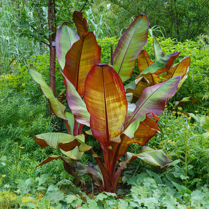 Bananenpflanze Ensete ventricosum Maurelli – 2 Pflanzen – Winterhart – Obstpflanze – Ø12 cm – Höhe ca. 30 cm – Exotisches Highlight für Garten, Terrasse & Balkon 