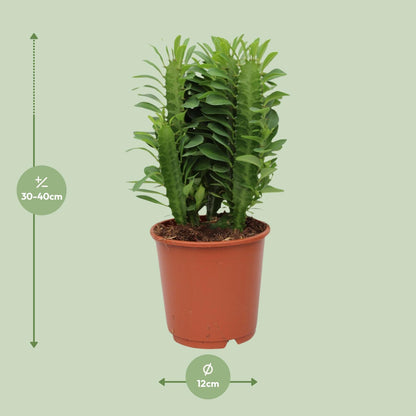 Euphorbia Trigona – Wolfsmilch – Zimmerpflanze – Ø12cm – ↕40cm – Sukkulente – Pflegeleicht & robust – Für hellen Halbschatten