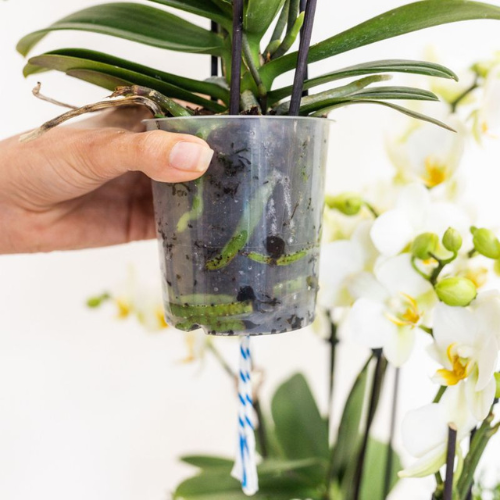 Orchidee violett mit rotem Diabolo Übertopf Ø9cm blühende Zimmerpflanze frisch vom Züchter inklusive Gießdocht dekorative Phalaenopsis für Wohnzimmer Büro Geschenkidee 