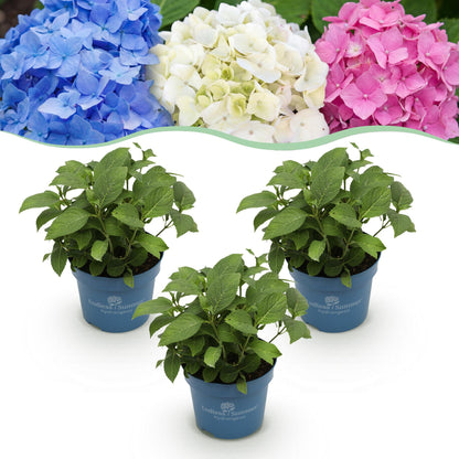 Hortensie Hydrangea Endless Summer Mix 3er Set – blau rosa weiß – winterhart – 14cm – Höhe 20-25cm – lange Blüte bis Herbst – für Beet, Hecke, Kübel, Balkon & Terrasse 