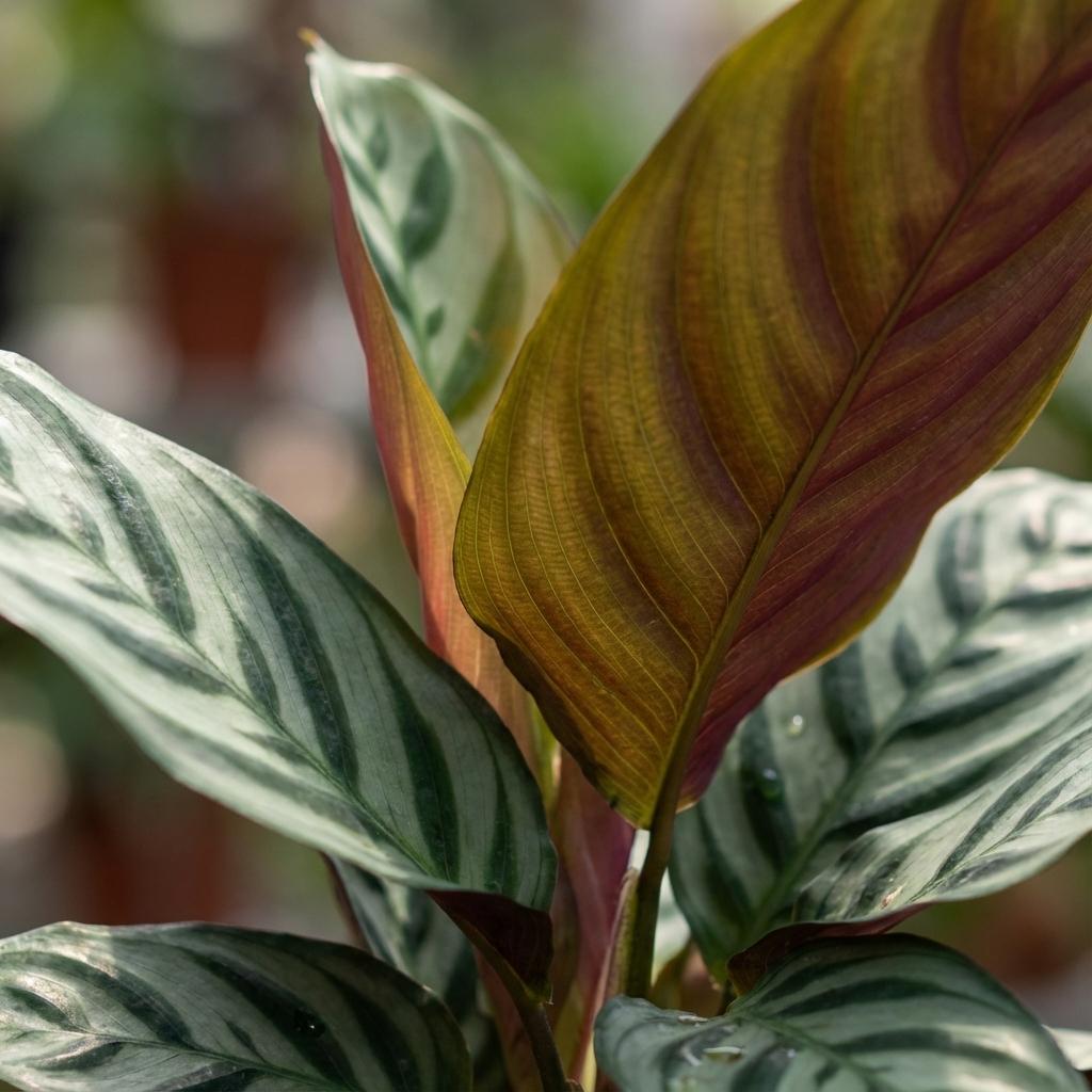 Korbmarante Ctenanthe Burle-Marxii Ø14cm Höhe35–40cm – Gebetspflanze mit Fischgrätenmuster – Dekorative Zimmerpflanze für Wohnraum & Büro – Luftfeuchteliebend 