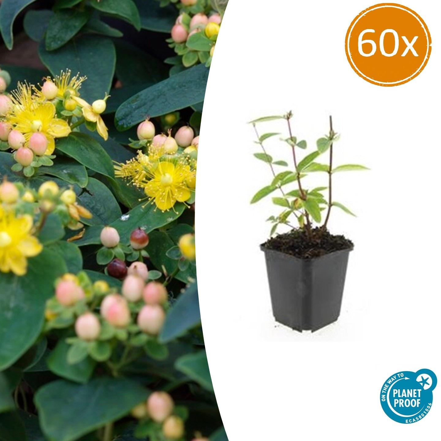 Johanniskraut Hypericum inodorum 'Annebel' – ↕10-25cm – Ø9cm – 60 Pflanzen – Winterharter Strauch für Beete, Bodendecker & Bienenfreundlicher Garten