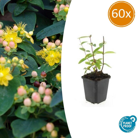 Johanniskraut Hypericum inodorum 'Annebel' – ↕10-25cm – Ø9cm – 60 Pflanzen – Winterharter Strauch für Beete, Bodendecker & Bienenfreundlicher Garten