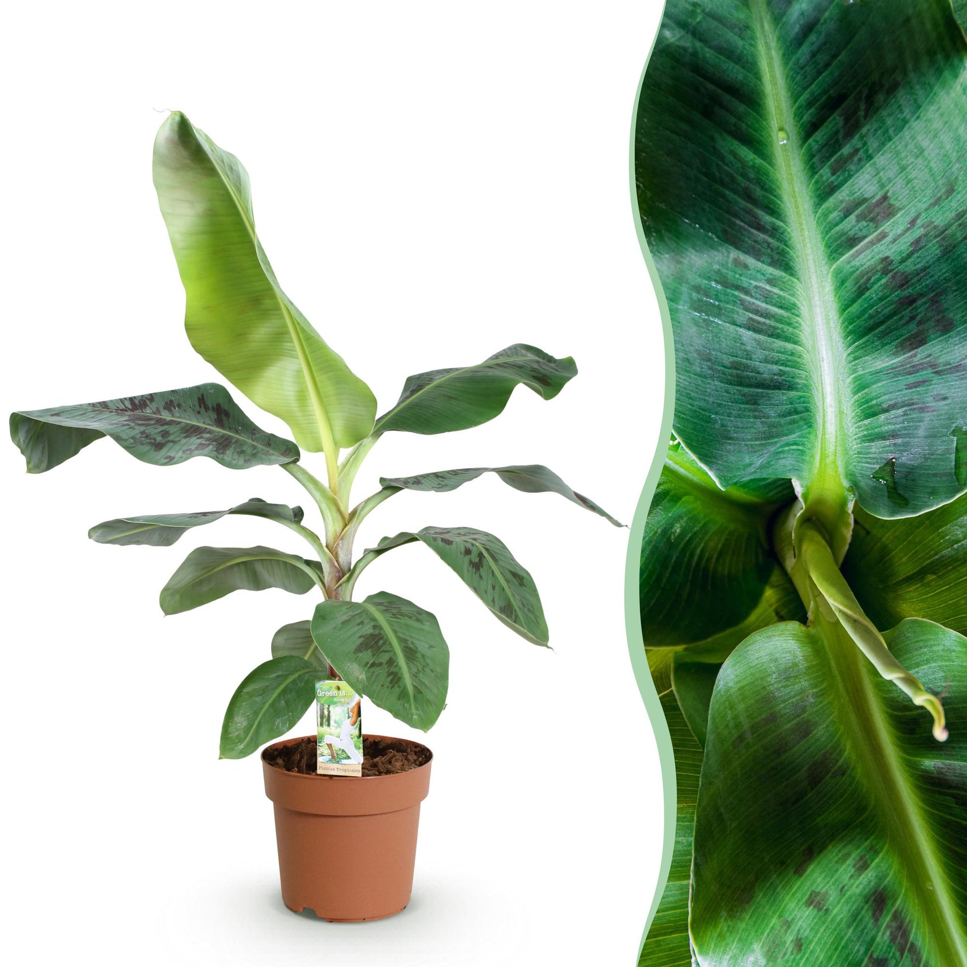 Green boutiQ - Zimmerpflanzen - Musa acuminata Dwarf Cavendisch - Bananenpflanze - Wenig Pflege - Grün - 1 Pflanze - Topf 21cm - Höhe 70-75cm 