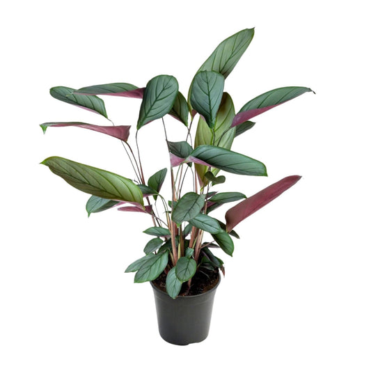 Ctenanthe Setosa – Ø17cm – ↕60cm – Tropische Zimmerpflanze mit auffälligem Blattmuster – Elegante Blattschmuckpflanze für Wohnzimmer, Büro & Wintergarten 