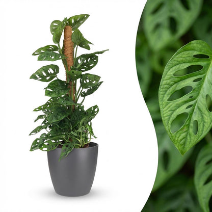 Monstera Adansonii Monkey Mask am Moosstab 90cm – Zimmerpflanze mit Lochblättern im Potter Grau Übertopf Ø19cm – Kletterpflanze pflegeleicht, tropischer Look für Wohnung & Büro 