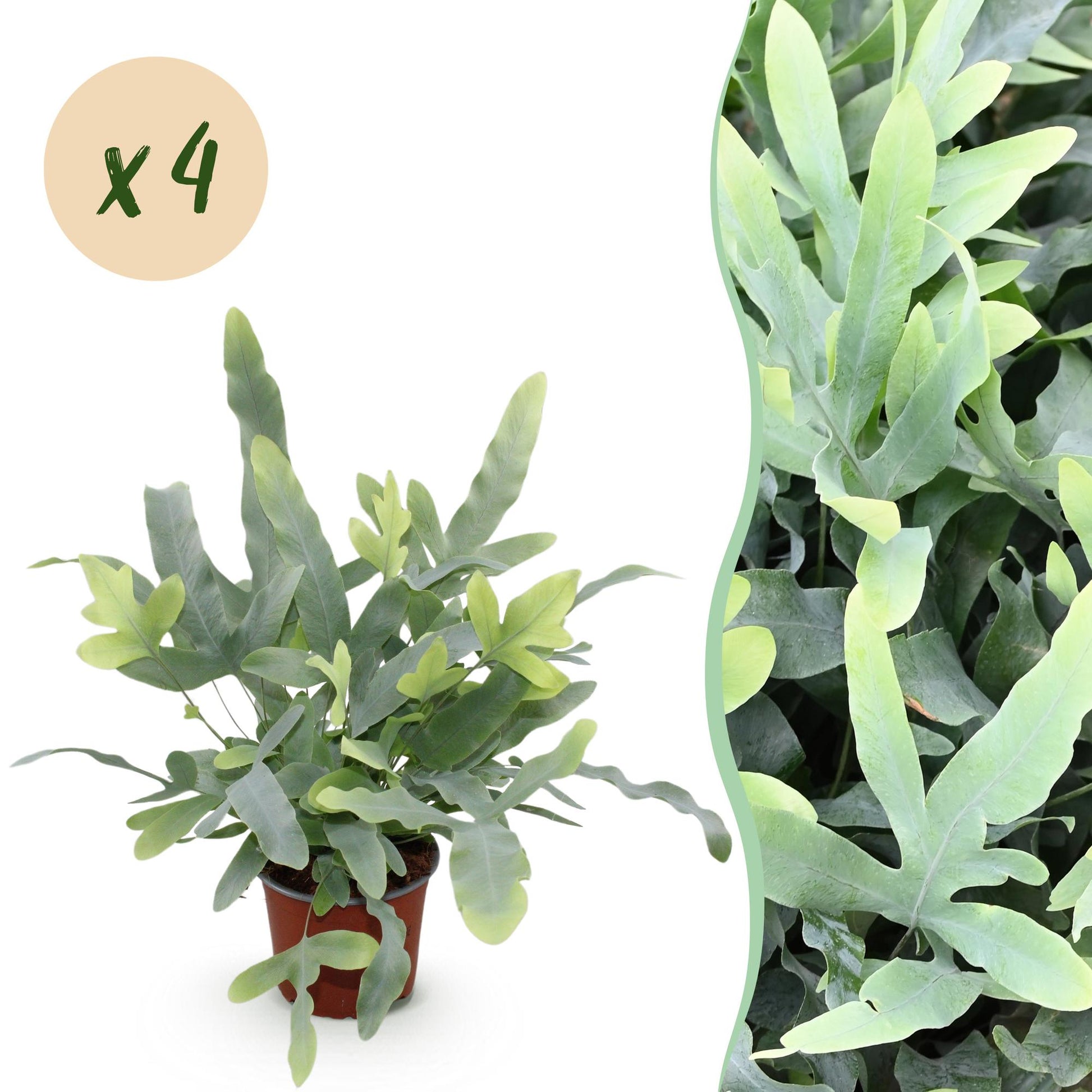 Green boutiQ - Zimmerpflanze - Phlebodium aureum Blue Star - Blaue Farn - Haustierfreundlich - Blau - 4 Pflanzen - Topf 12cm - Höhe 25-30cm 