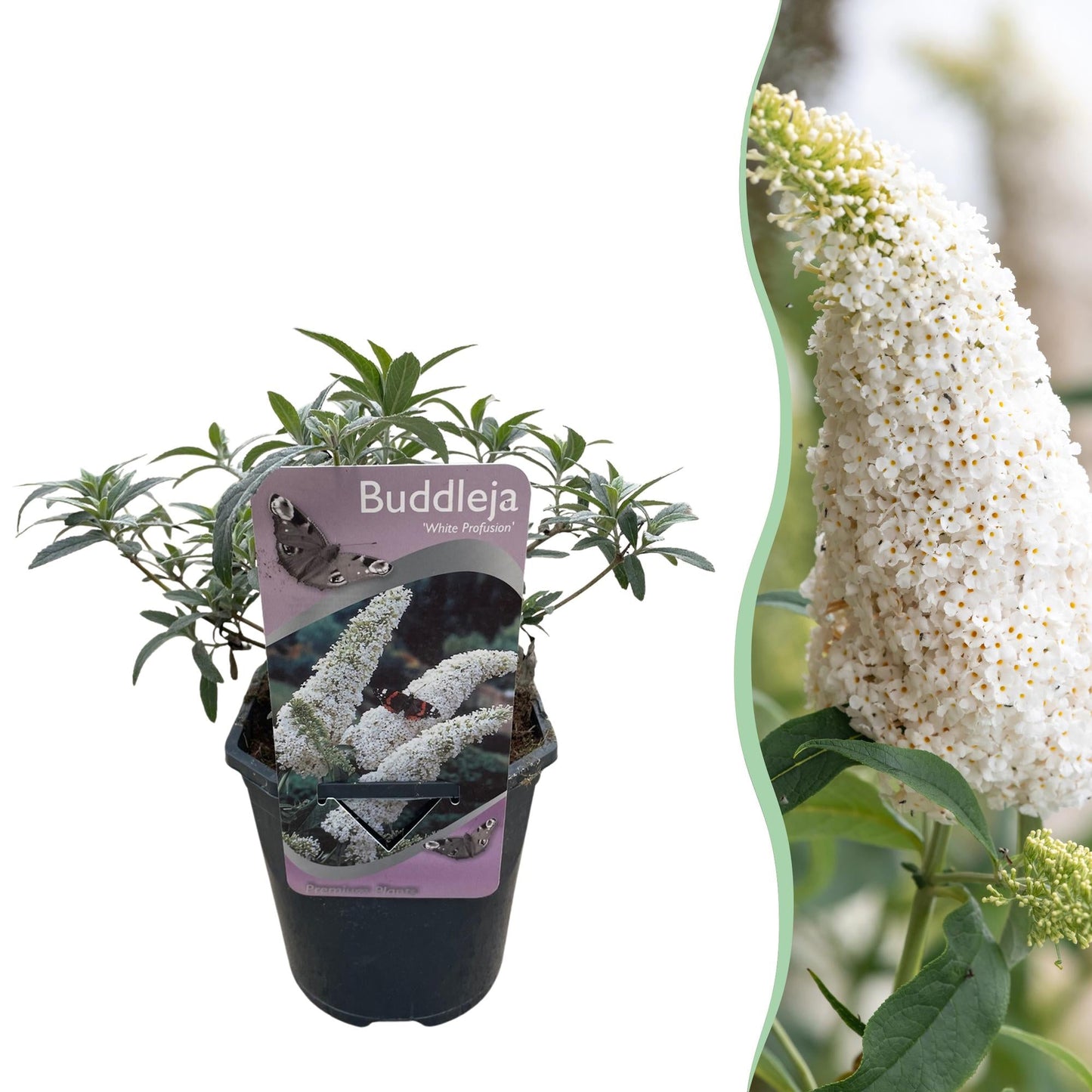 Schmetterlingsstrauch Buddleja davidii White Profusion – Weiße Blüten – Bienfreundlich & Schmetterlingsanziehend – Laubabwerfend – Höhe 17–25cm 