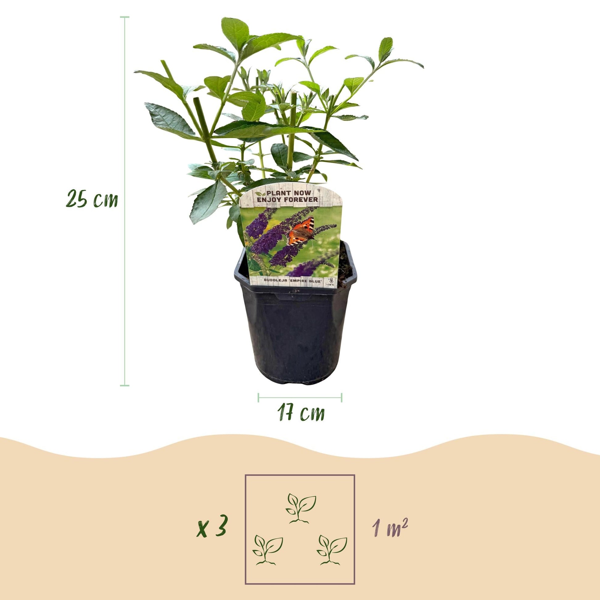 Schmetterlingsstrauch Buddleja davidii Empire Blue – Blau blühender, laubabwerfender Gartenstrauch – Schmetterlings- & bienenfreundlich – Pflegeleicht – 17 cm, Höhe 25 cm 