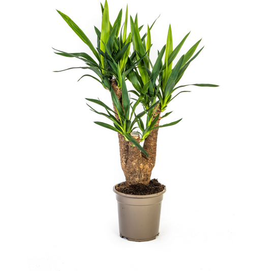 Riesen-Palmlilie - Yucca Elephantipes – Zimmerpflanze – Ø21 cm – Höhe 60-70 cm – Robuste & pflegeleichte Grünpflanze für modernes Interieur 