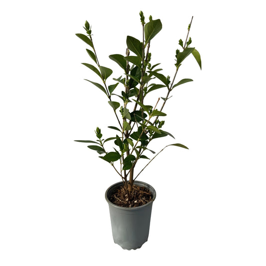 Ovalblättriger Liguster Ligustrum ovalifolium – Immergrüne Heckenpflanzen – 8 Pflanzen – 1 m – 9 cm Höhe 35–40 cm – Grün – Pflegeleicht 