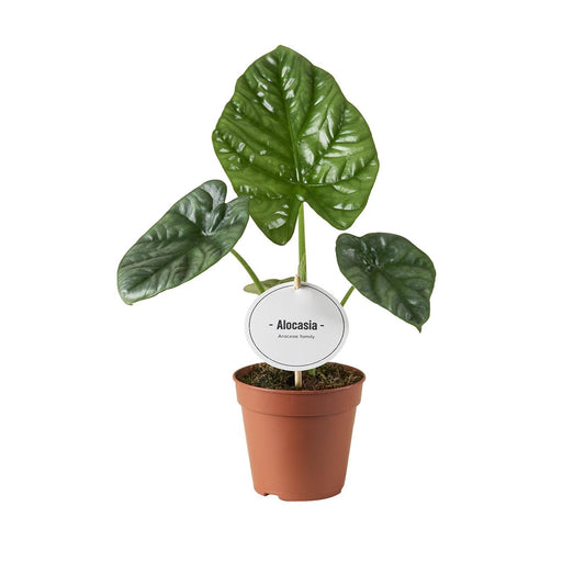Elefantenohr - Alocasia Lukiwan - Zimmerpflanze - Ø12cm - ↕20cm