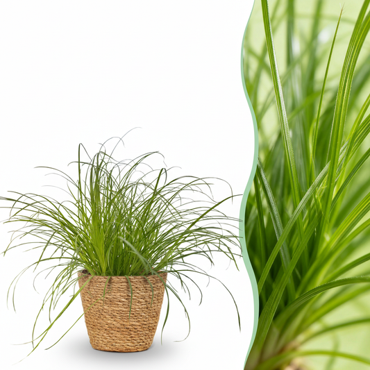 Green boutiQ - Zimmerpflanze - Cyperus alternifolius Zumula - Katzenpflanze - Haustierfreundliche Pflanze - Grün - 1 Pflanze - mit Korb - Topf 12cm - Höhe 20cm 
