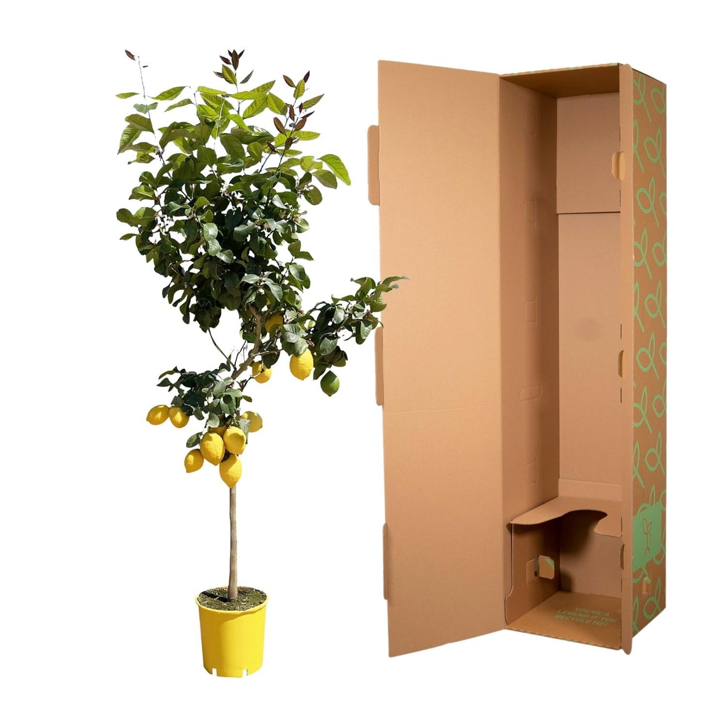 Zitronenbaum – Citrus limon – ca. 150 cm hoch – Ø24 cm – duftende Blüten & essbare Zitronen – immergrüne Zimmer- & Terrassenpflanze 