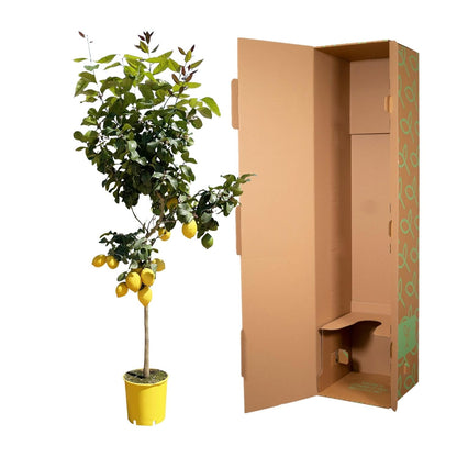 Zitronenbaum – Citrus limon – ca. 150 cm hoch – Ø24 cm – duftende Blüten & essbare Zitronen – immergrüne Zimmer- & Terrassenpflanze 
