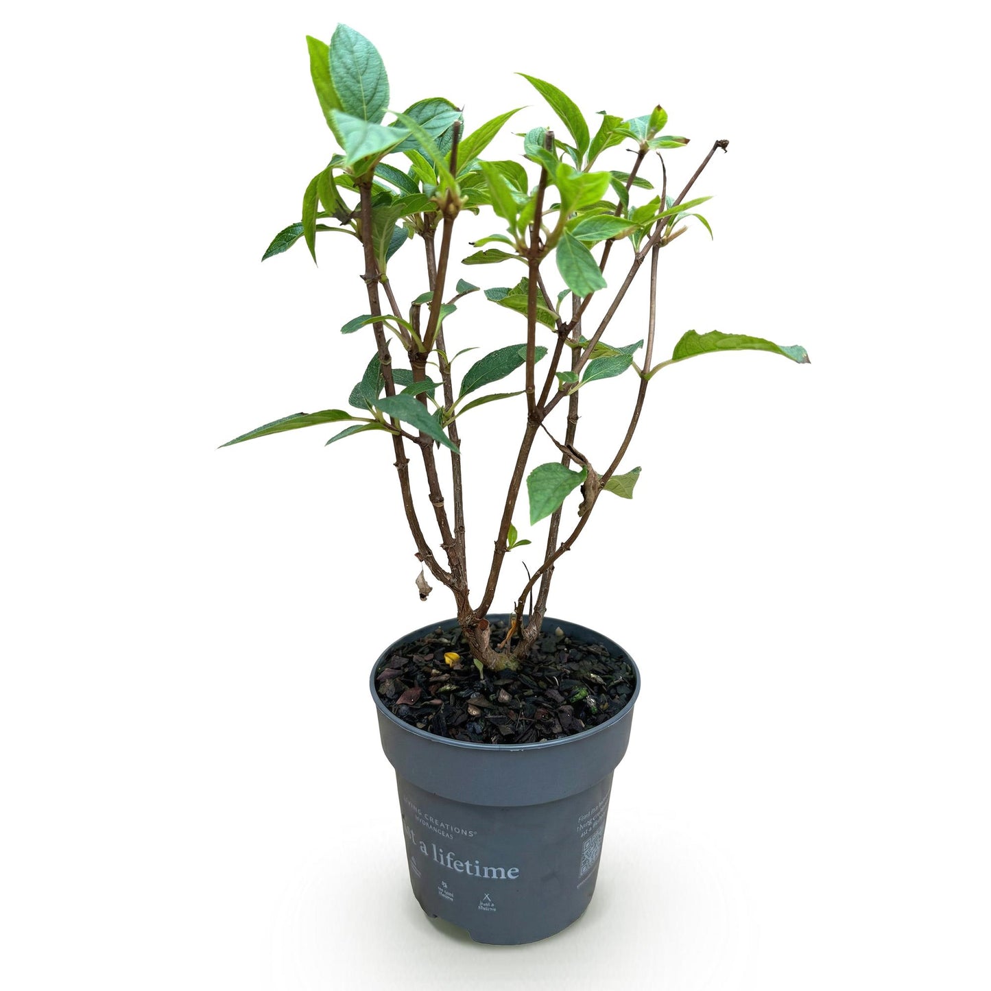 Green boutiQ - Gartenpflanze - Hydrangea panniculata Living Pink & Rose - Rispenhortensie - Winterhart - Rosa - 1 Pflanze - Topf 12cm - Höhe 20-30cm 