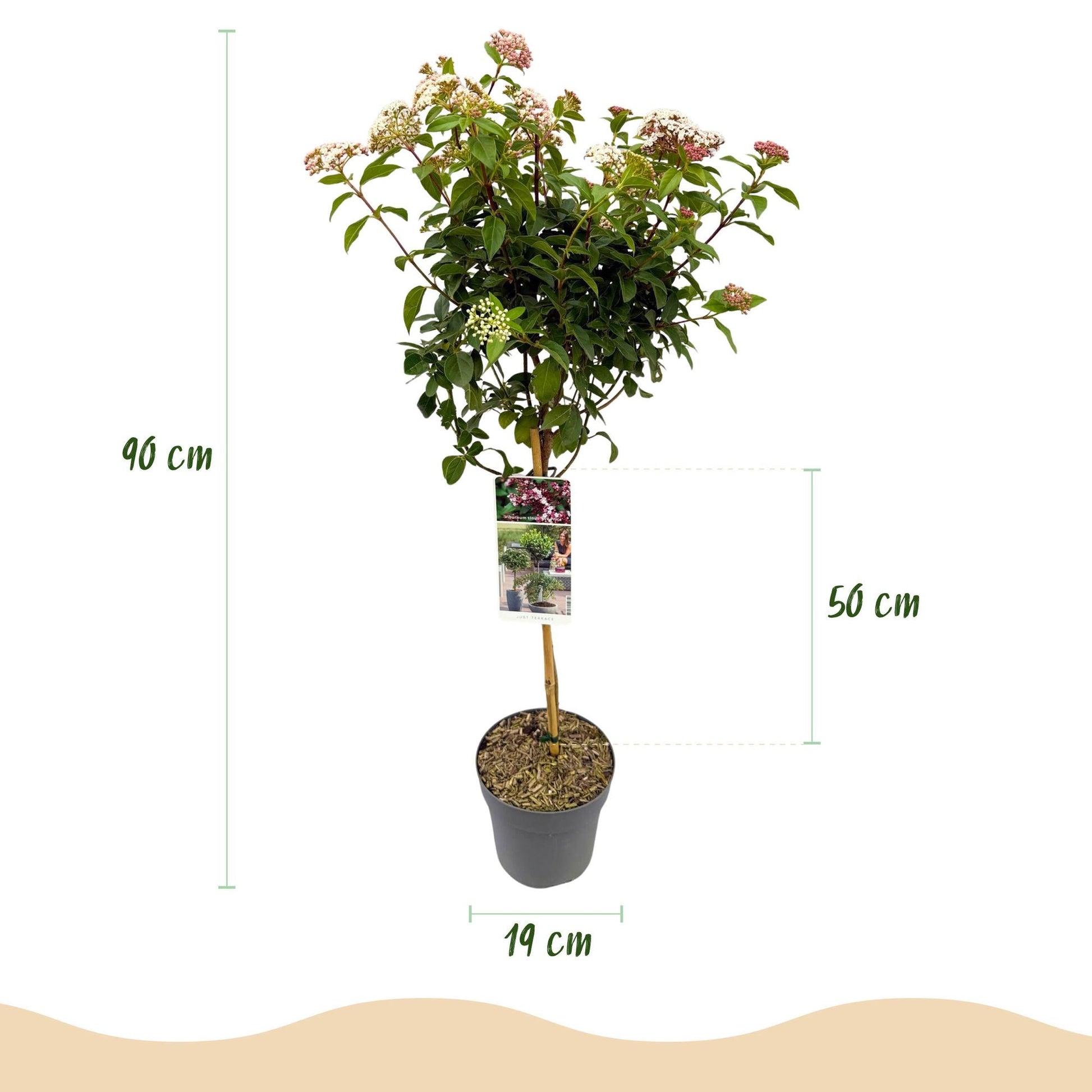 Viburnum tinus – Immergrüner Schneeball – Stamm-Pflanze – Ø19 cm – Höhe ca. 90 cm – Winterblüher – Pflegeleicht & robust – Für Terrasse, Balkon & Garten 
