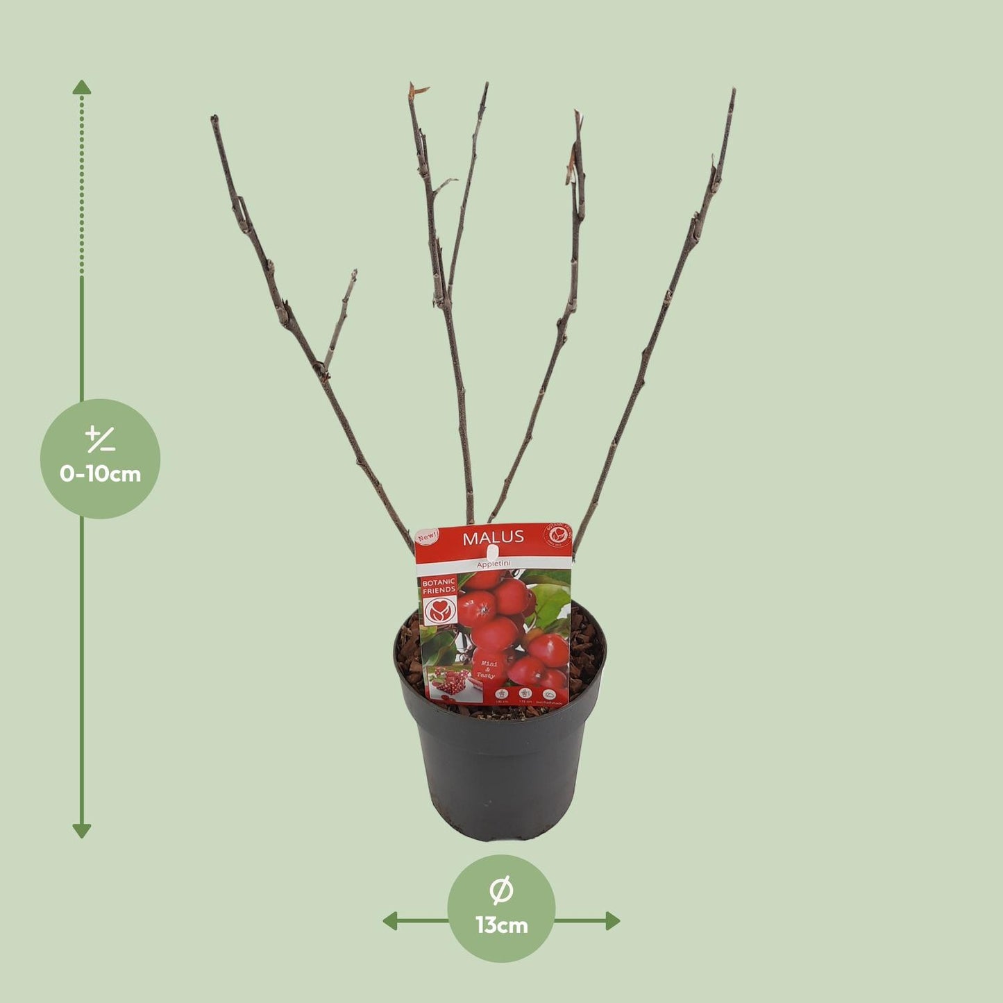 Apfelbaum Malus ‘Appletini’ – Jungpflanze Ø13cm ↕10cm – Winterharte Obstpflanze für Garten & Balkon – Bienennährpflanze mit duftenden Blüten – Pflegeleichter Zwergapfelbaum 