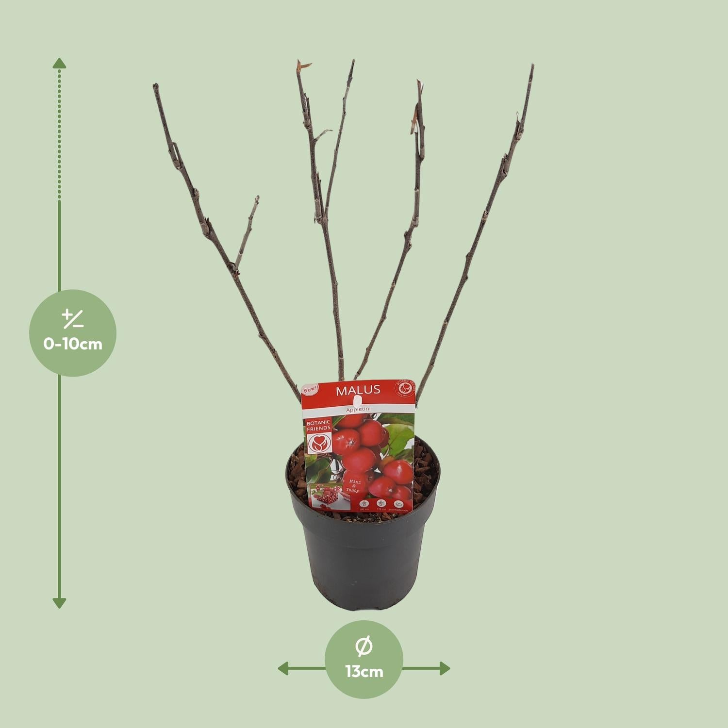 Apfelbaum Malus ‘Appletini’ – Jungpflanze Ø13cm ↕10cm – Winterharte Obstpflanze für Garten & Balkon – Bienennährpflanze mit duftenden Blüten – Pflegeleichter Zwergapfelbaum 