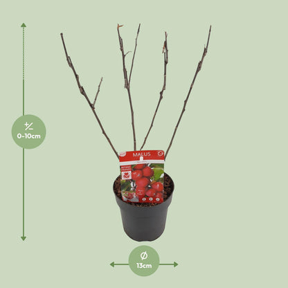 Apfelbaum Malus ‘Appletini’ – Jungpflanze Ø13cm ↕10cm – Winterharte Obstpflanze für Garten & Balkon – Bienennährpflanze mit duftenden Blüten – Pflegeleichter Zwergapfelbaum 