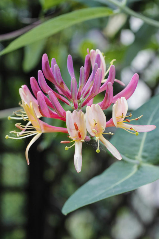 Waldgeißblatt - Lonicera periclymenum 'Belgica' - Ø15cm - ↕65cm 