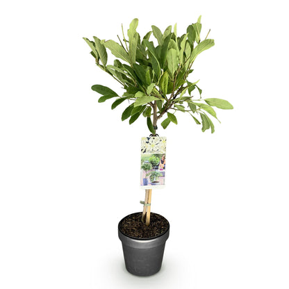 GreenboutiQ - Stamm Pflanze - Magnolia stellata - Terrassenpflanze - Laubabwerfend - Winterhart - Weiße Blüte - Topf 19cm Höhe 90cm 