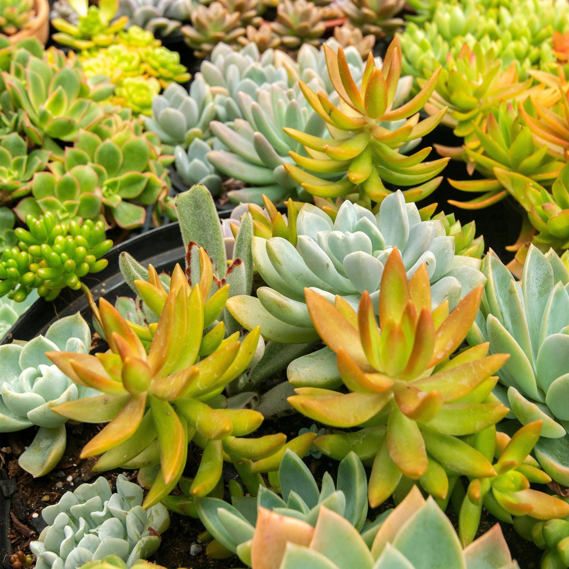 Green boutiQ - Bodembedekker - Winterhard - Alpine Mix - 8 Planten - Diversen Kleuren  - Weinig Onderhoud - Pot 14 Hoogte 17 