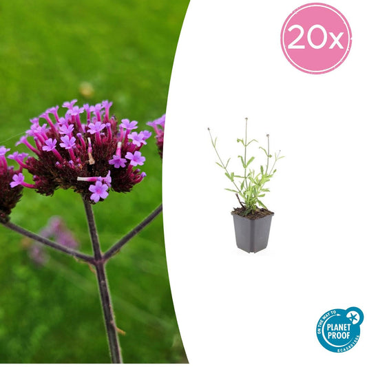 Hohes Eisenkraut Verbena bonariensis 'Lollipop' – ↕10-25cm – Ø9cm – 20 Pflanzen – Kompakte Staude mit lilafarbenen Blüten – Bienen- & schmetterlingsfreundlich – Für Beete, Töpfe & Randbepflanzung – Pflegeleicht & langblühend