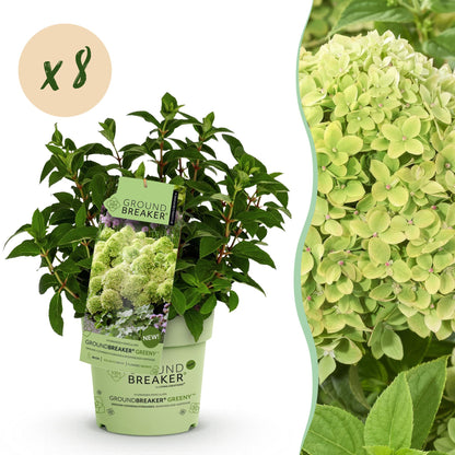 Rispenhortensie Hydrangea paniculata Groundbreaker Greeny 2er Set – frosthart cremeweiß bis grünlich – Ansicht 15
