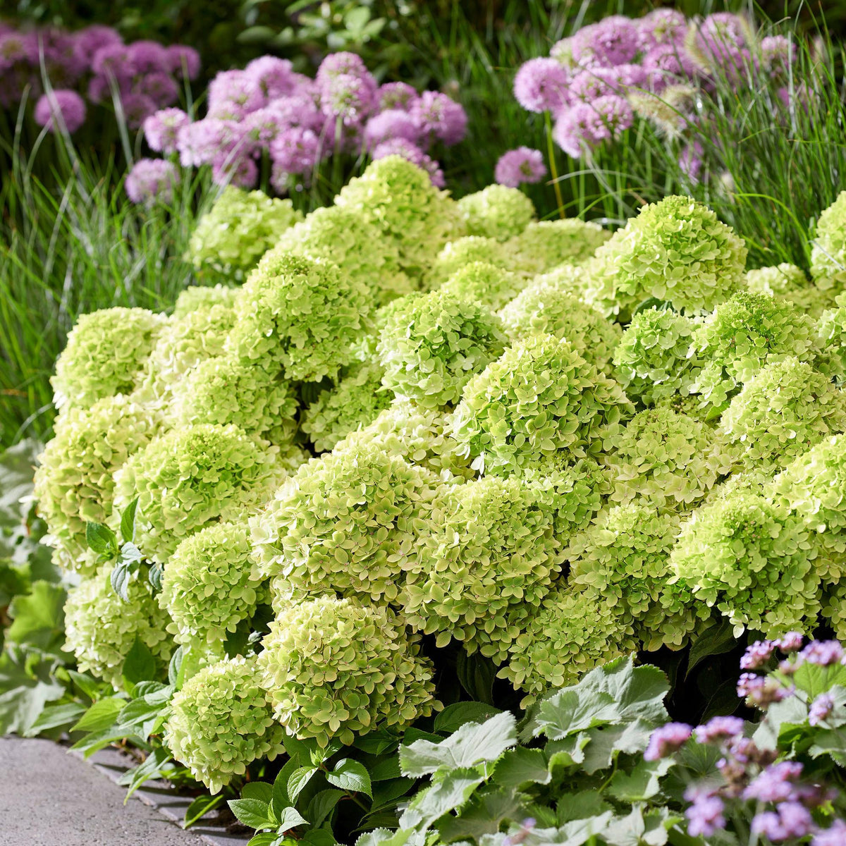 Rispenhortensie Hydrangea paniculata Groundbreaker Greeny 2er Set – frosthart cremeweiß bis grünlich – Ansicht 18