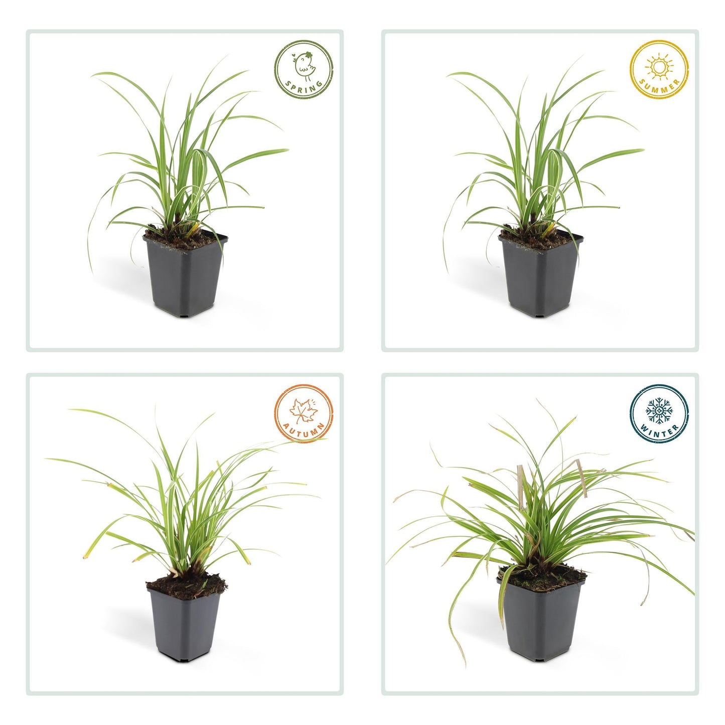 Carex morrowii 'Ice Dance' – Immergrünes Ziergras – 48 Pflanzen – Bodendecker für Sonne & Schatten – Ø9cm – ↕10–25cm – Winterhart & pflegeleicht 