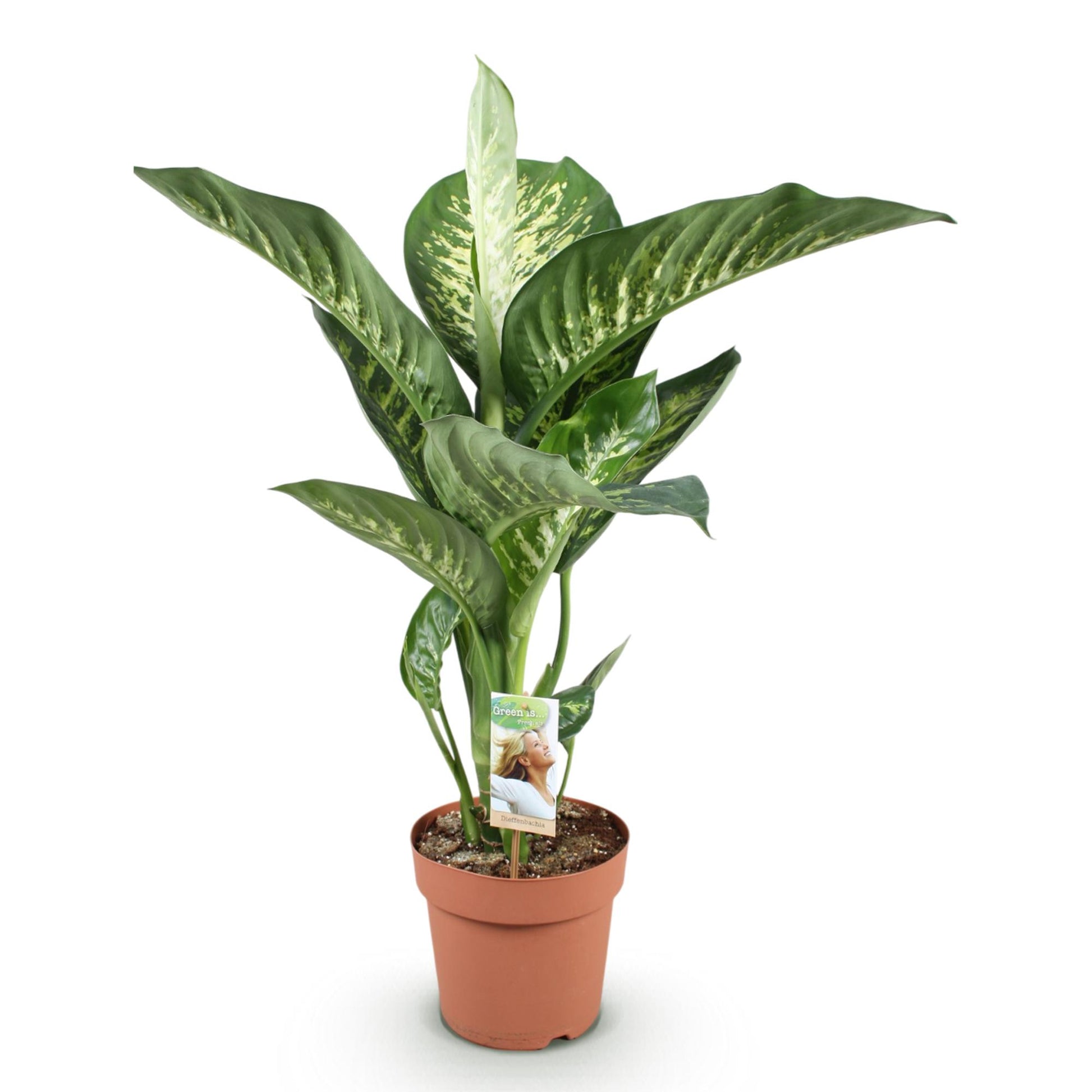 Green boutiQ - Zimmerpflanzen - Diefenbachia Tropic Snow - Dieffenbachia - Wenig Pflege - Bunt - 1 Pflanze - Topf 21cm - Höhe 90-100cm 
