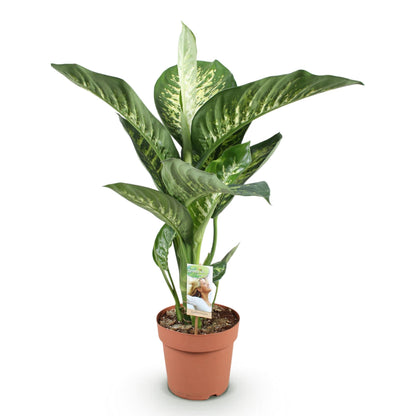 Green boutiQ - Zimmerpflanzen - Diefenbachia Tropic Snow - Dieffenbachia - Wenig Pflege - Bunt - 1 Pflanze - Topf 21cm - Höhe 90-100cm 