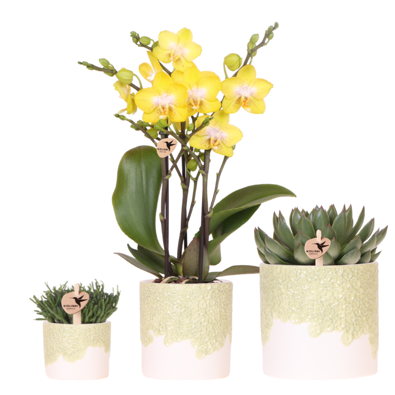 Kolibri Company | Bloom Green Pflanzenset | Gelbe Albenga Orchidee 9cm + Grünpflanzen inkl. Übertöpfe 