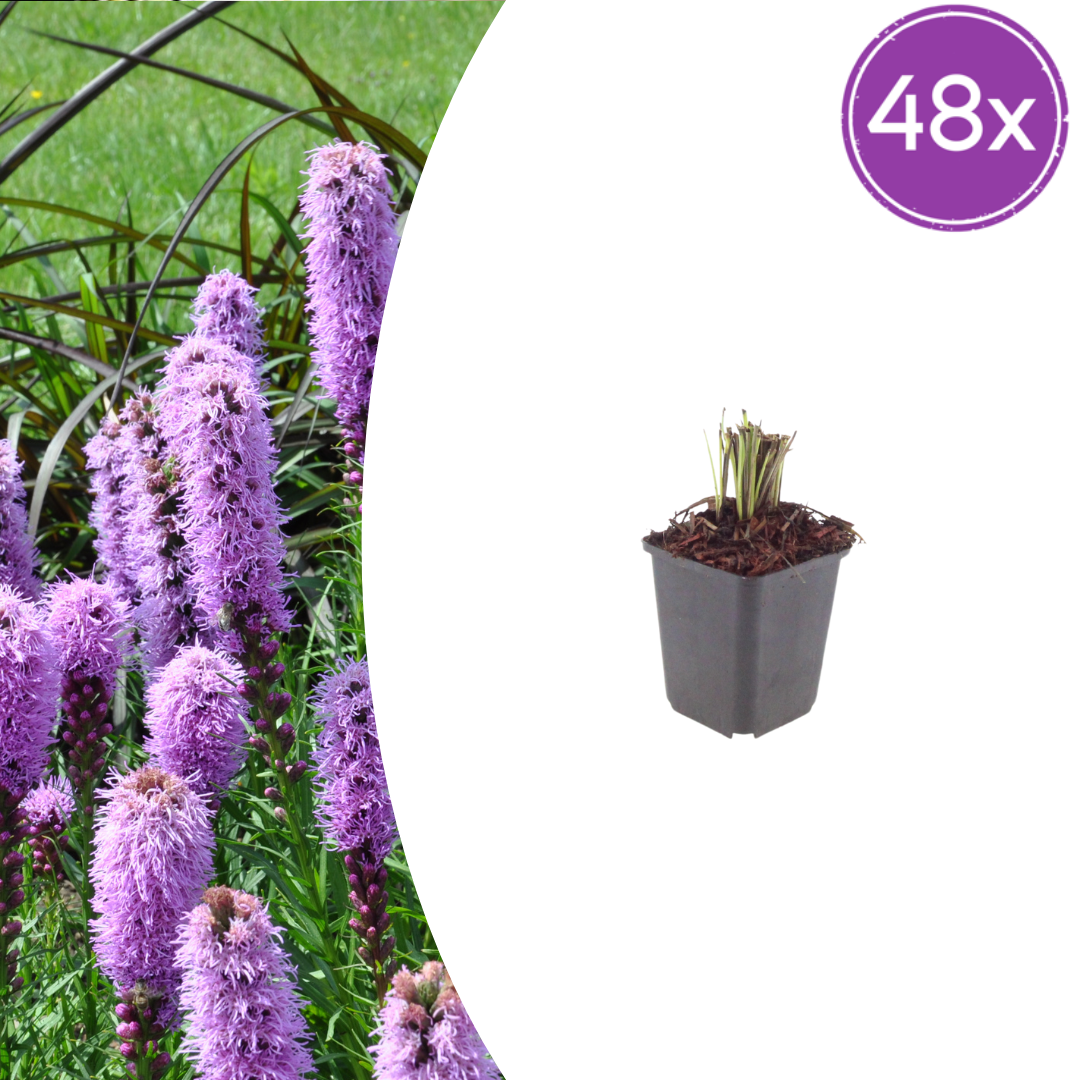 Liatris spicata Prachtscharte – 48 Pflanzen – Ø9cm – Höhe 10-25cm – Sommerblühende Staude für Beet, Präriegarten & insektenfreundliche Pflanzung