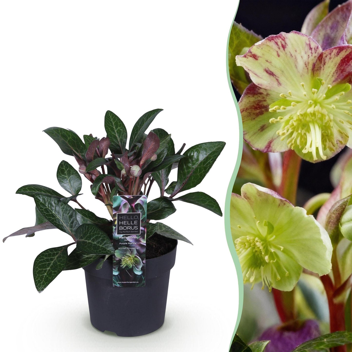 GreenboutiQ - Gartenpflanze - Lenzrose - Helleborus lividus Purple Marble - Violette Blüte - 1 Pflanze - Immergrün - Topf 14cm Höhe 35cm 