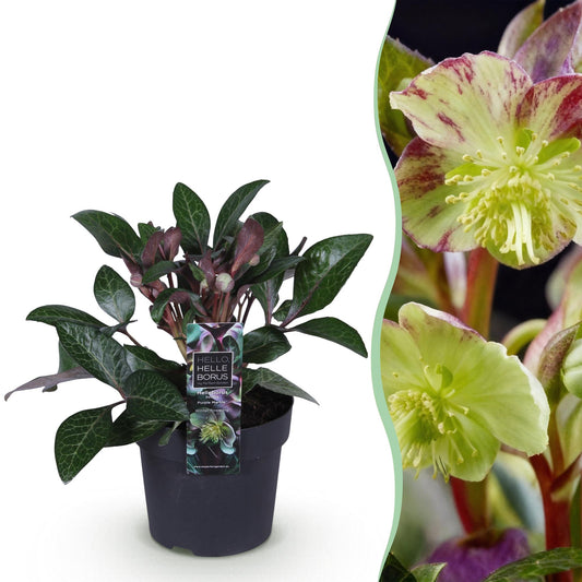 GreenboutiQ - Gartenpflanze - Lenzrose - Helleborus lividus Purple Marble - Violette Blüte - 1 Pflanze - Immergrün - Topf 14cm Höhe 35cm 